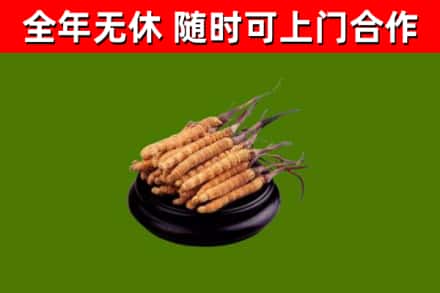 贵港回收散虫草